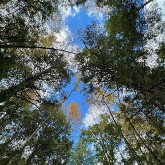 Visual of Nipmuck Forest hiker looking upwards at sky (Instagram@_dnd3lion)