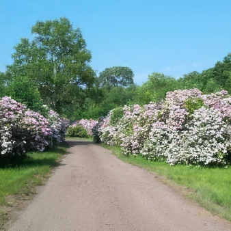 Rhododendron field at Nipmuck