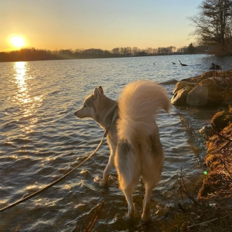 Dog looking out into the water Instagram@hannahlaurenc
