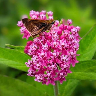 Una mariposa posada sobre una flor rosa con exuberantes hojas verdes.
