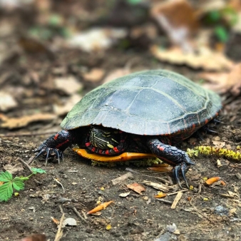 A colorful turtle chilling on the ground.