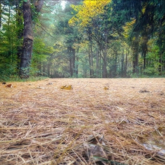 Suelo del bosque con agujas de pino