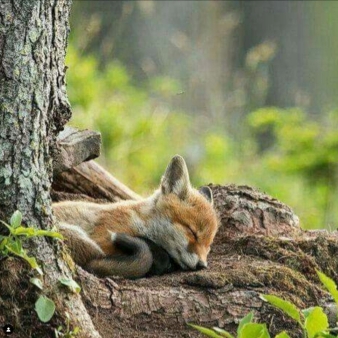 Zorro bebé durmiendo en un árbol (Instagram@kiera-giovanini)