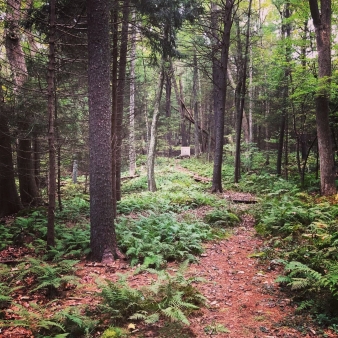 Objetivo de caza a distancia en el bosque estatal de Nye-Holman (Instagram@jaybecher)