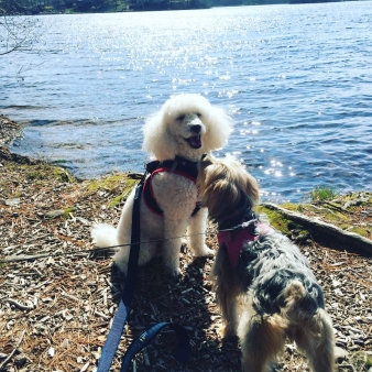 Dos perros junto al agua en el Bosque Estatal Quaddick (Instagram@lolabeanthemorkie)