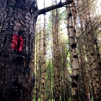 Marcador de sendero en un árbol en el bosque (Instagram@leapplesnapple)