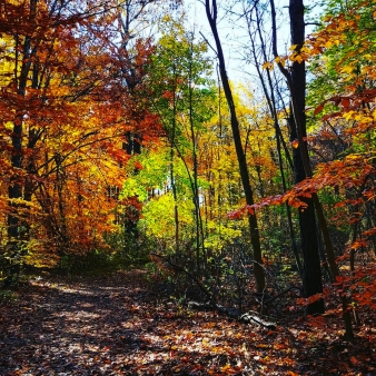 Un sendero panorámico en el bosque con hojas vibrantes de varios colores.