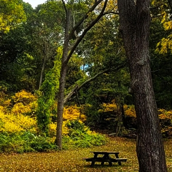 A peaceful park in fall with a bench in the center, surrounded by trees.