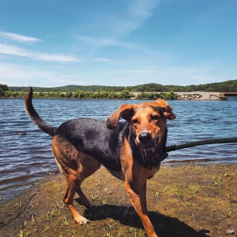 A leashed dog playing waterfront at Stoddard Hill State Park.