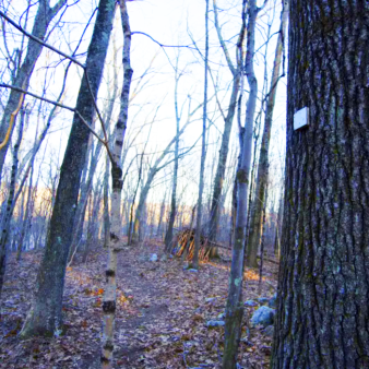 A trail marker on a tree in the woods, guiding hikers on the trail.