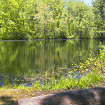 A calm pond with a log beside it, offering a peaceful spot to relax and enjoy the surroundings.
