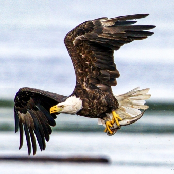 A majestic bald eagle soaring across water holding a fish.