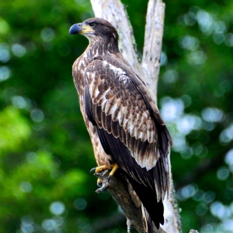 A majestic eagle perched on a tree branch.