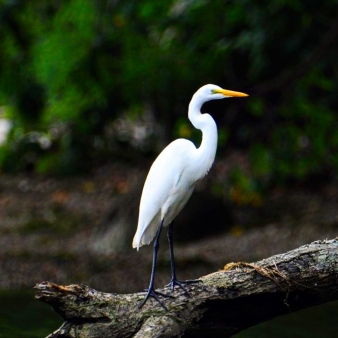 A white egret perched on a log.