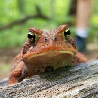 A toad on a log in the woods.