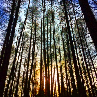Sunlight filters through dense forest trees, casting a warm winter glow.