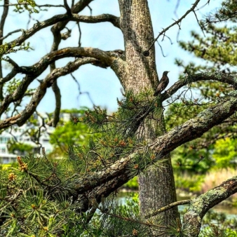 Un pájaro posado en una rama cerca del agua.