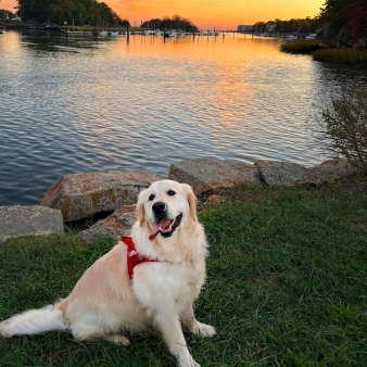 Un perro adorable disfrutando de la tarde en el césped bajo el sol poniente.