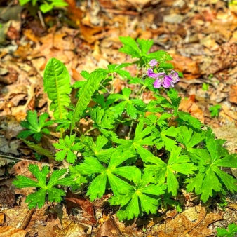 Una vibrante flor de color púrpura que florece en medio de las exuberantes hojas verdes del bosque.