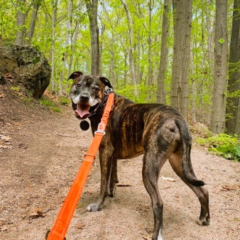 Un perro atigrado pasea alegremente por un sendero boscoso, rodeado de árboles.