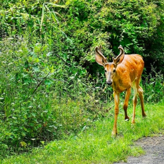 Un ciervo paseando por un sendero forestal.
