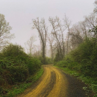 Un camino de tierra con niebla rodeado de árboles y hierba.