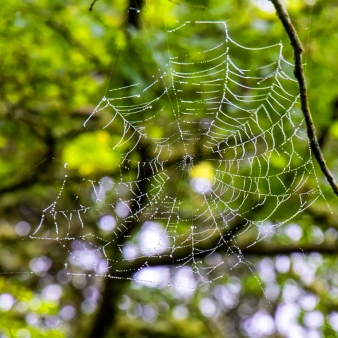 Una telaraña que brilla con rocío en un bosque frondoso.
