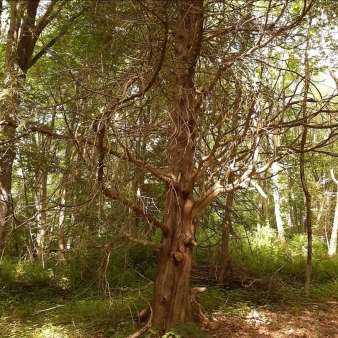 Tree in the forest (IG@unofficial_bozrah)