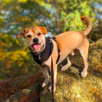 Un lindo perrito parado sobre una roca en el bosque.