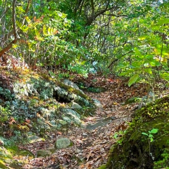 A serene forest trail with moss-covered rocks.