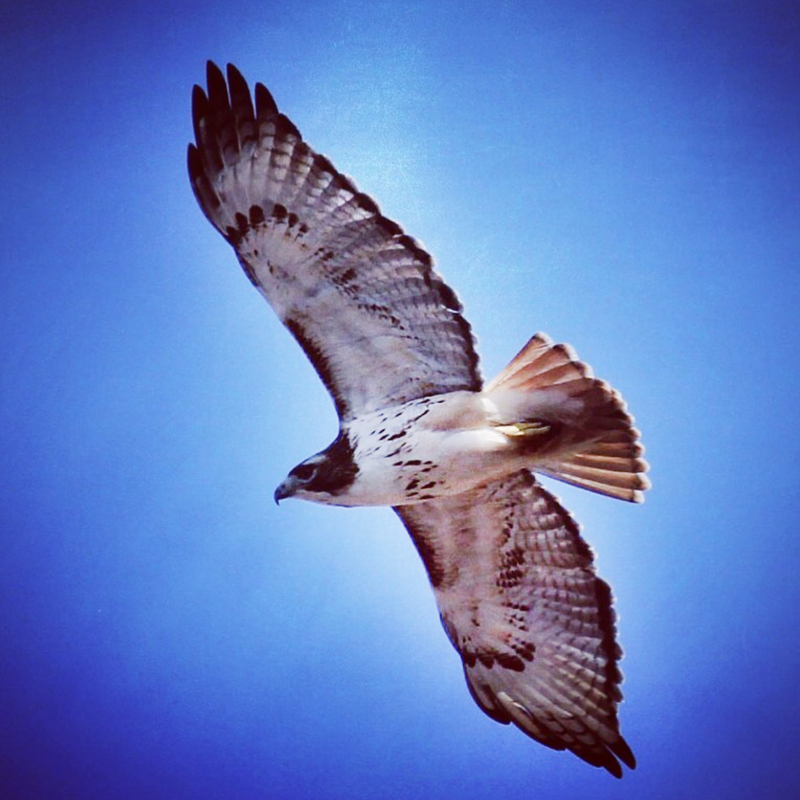 Un majestuoso halcón volando por el cielo azul claro.