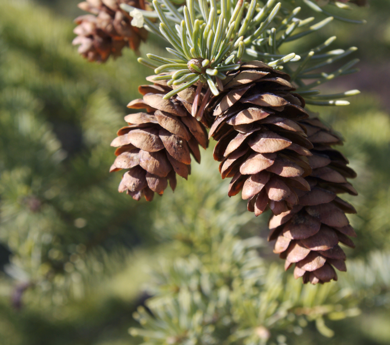 Pinecones