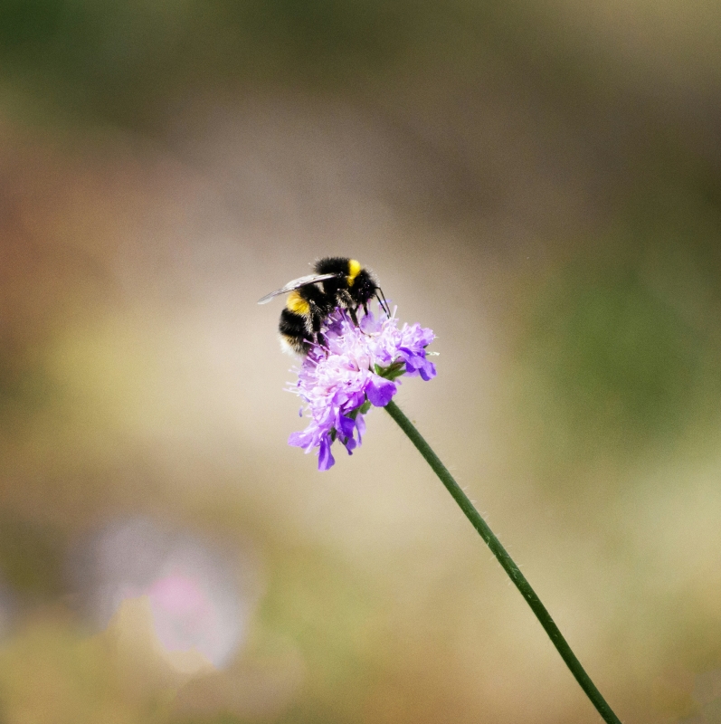abejorro en una flor morada