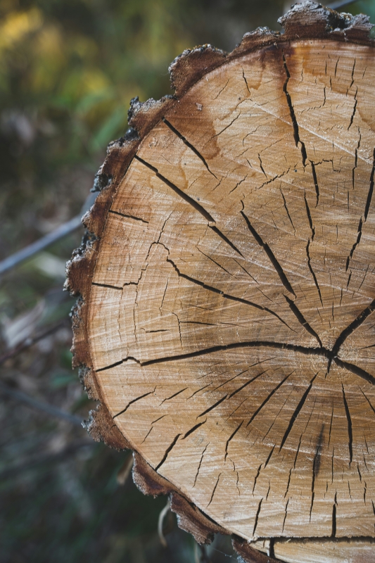 tree rings