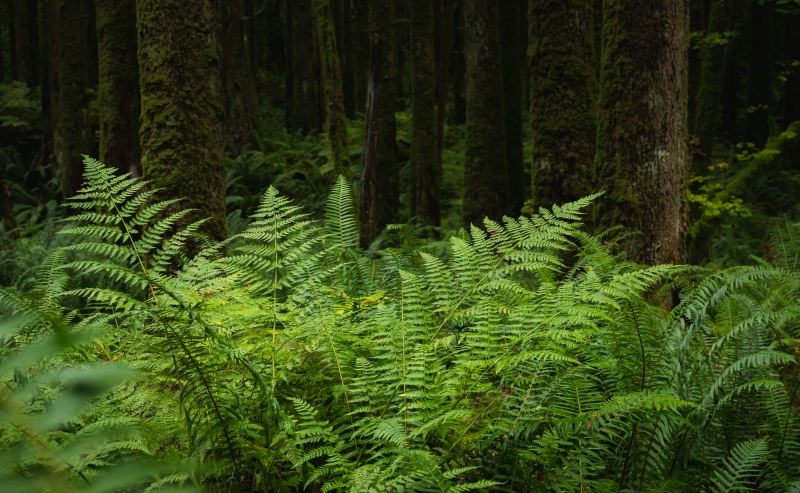 forest ferns