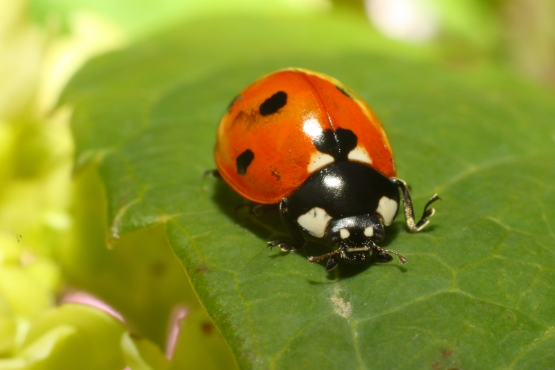 ladybug on a leaf