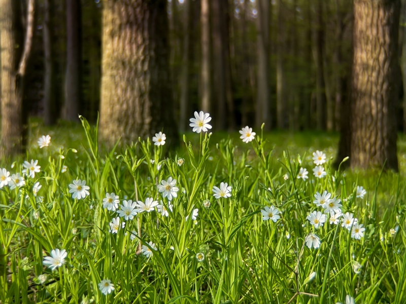 flores blancas en el bosque
