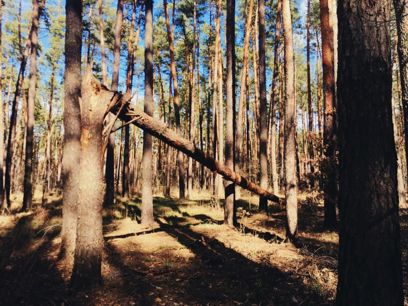 A broken tree among the forest