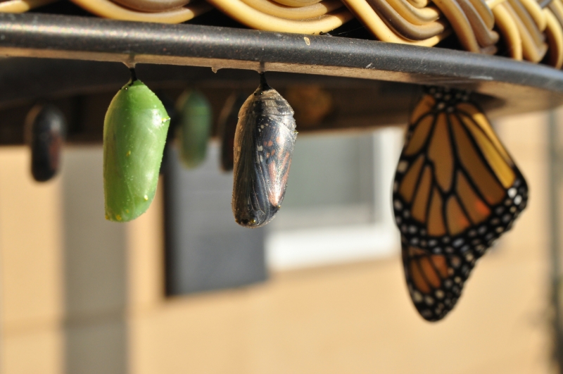 Etapas de la vida de la mariposa