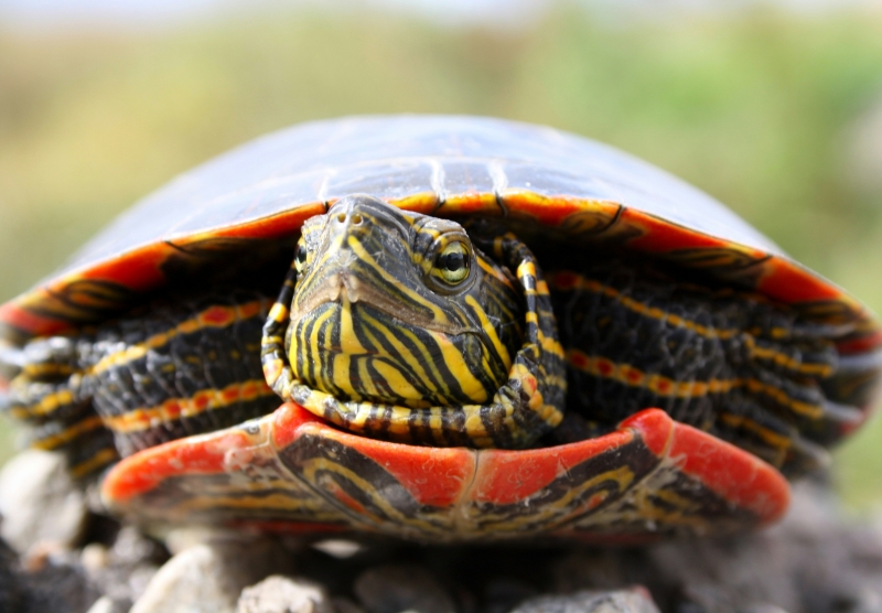 A painted turtle