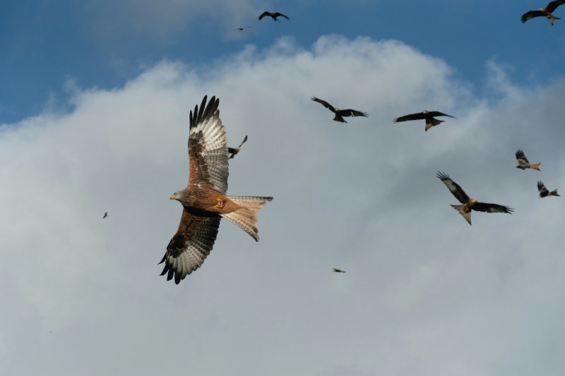 hawks flying