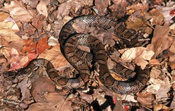 eastern milk snake