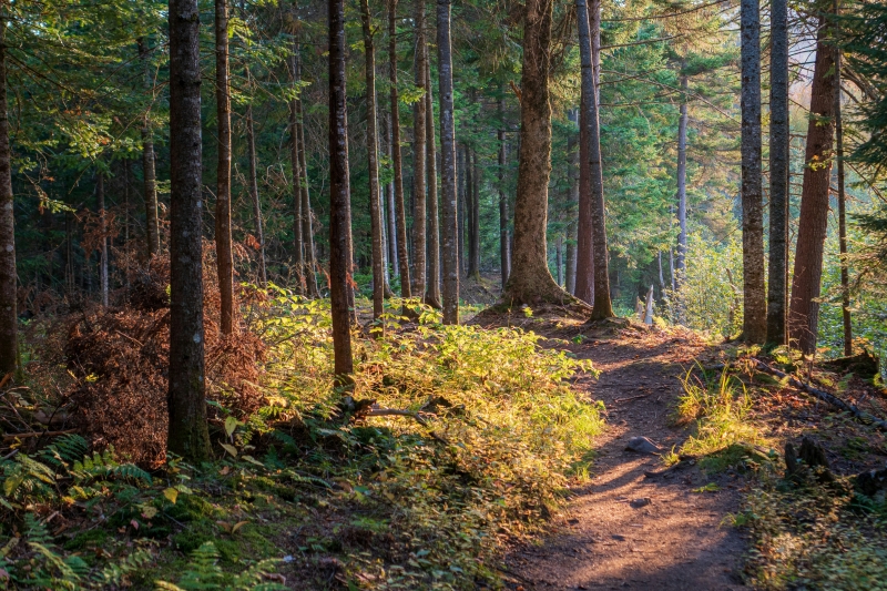A trail through the forest
