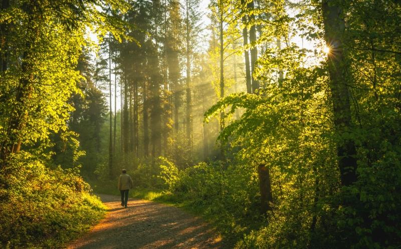 person walking forest trail