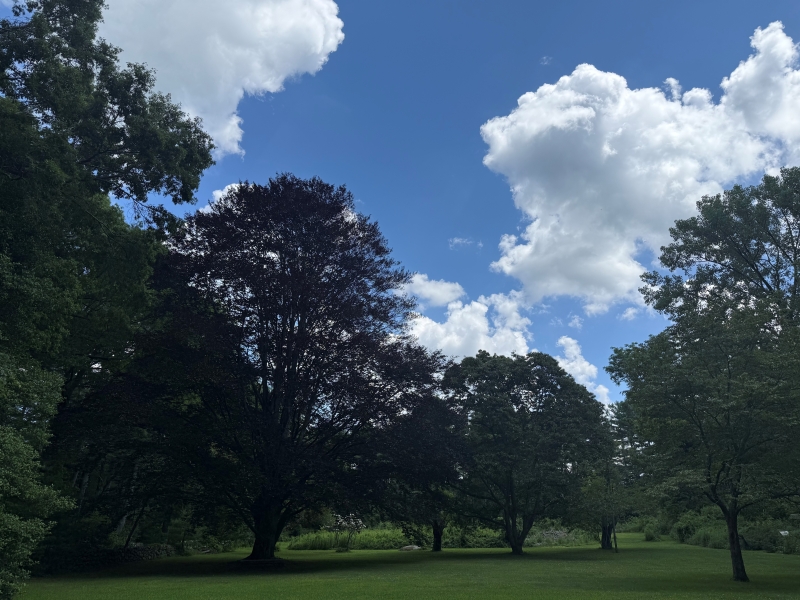 Árboles en un césped con cielo azul y nubes.