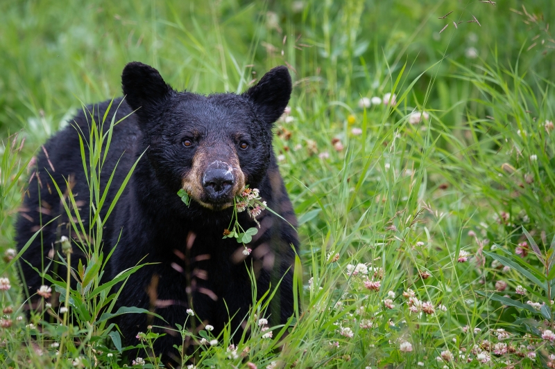 Black bear eating plants in a field of clover