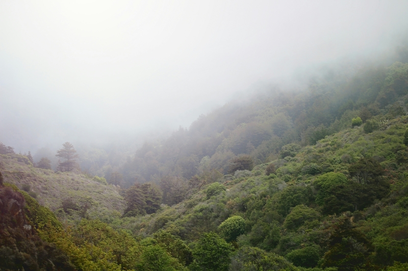 paisaje boscoso