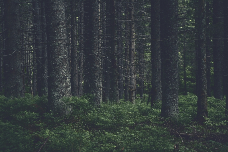 a grove of trees in the forest