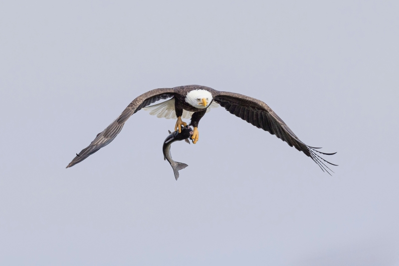 Bald Eagle flying with a fish in its talons