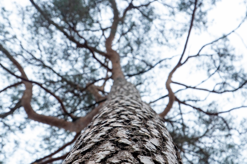 A view looking up the trunk of a tree into its branches
